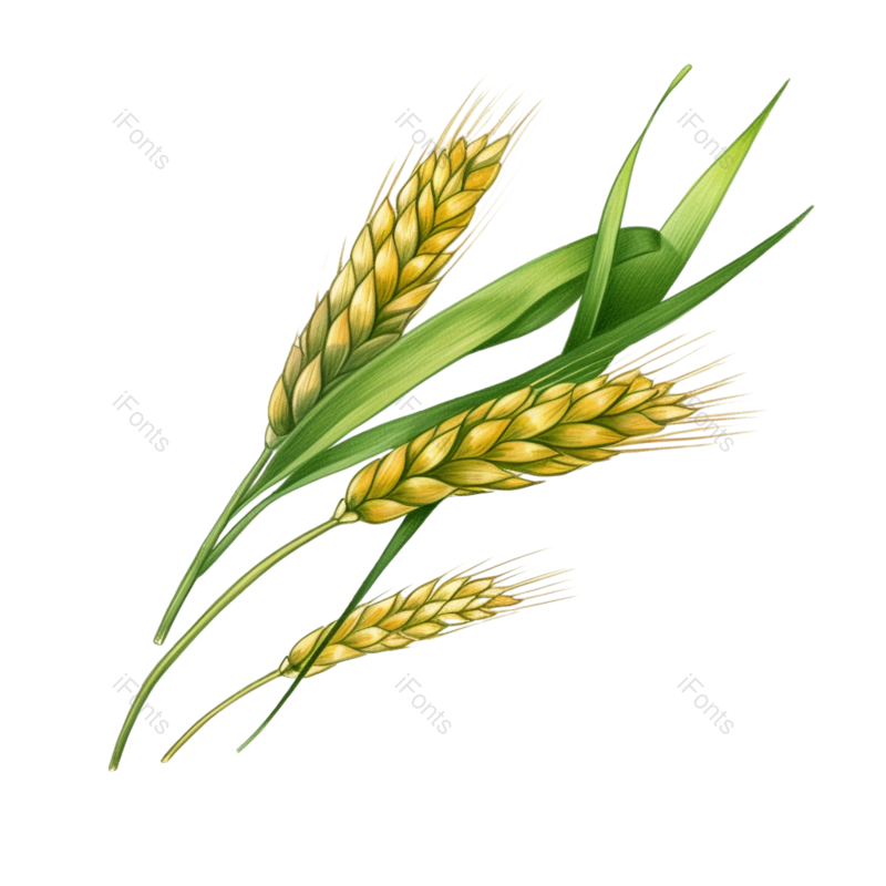 装饰图片,芒种元素,小满PNG,丰收免抠素材